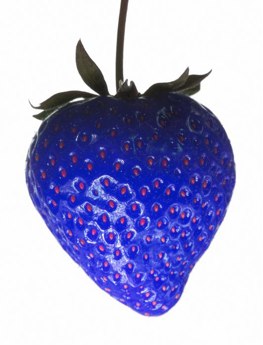 blue strawberry.jpg