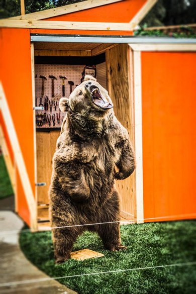 murray sawchuck bear.jpg